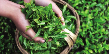 第十四屆中國（深圳）國際茶產(chǎn)業(yè)博覽會暨紫砂、陶瓷、紅木、茶具用品展
